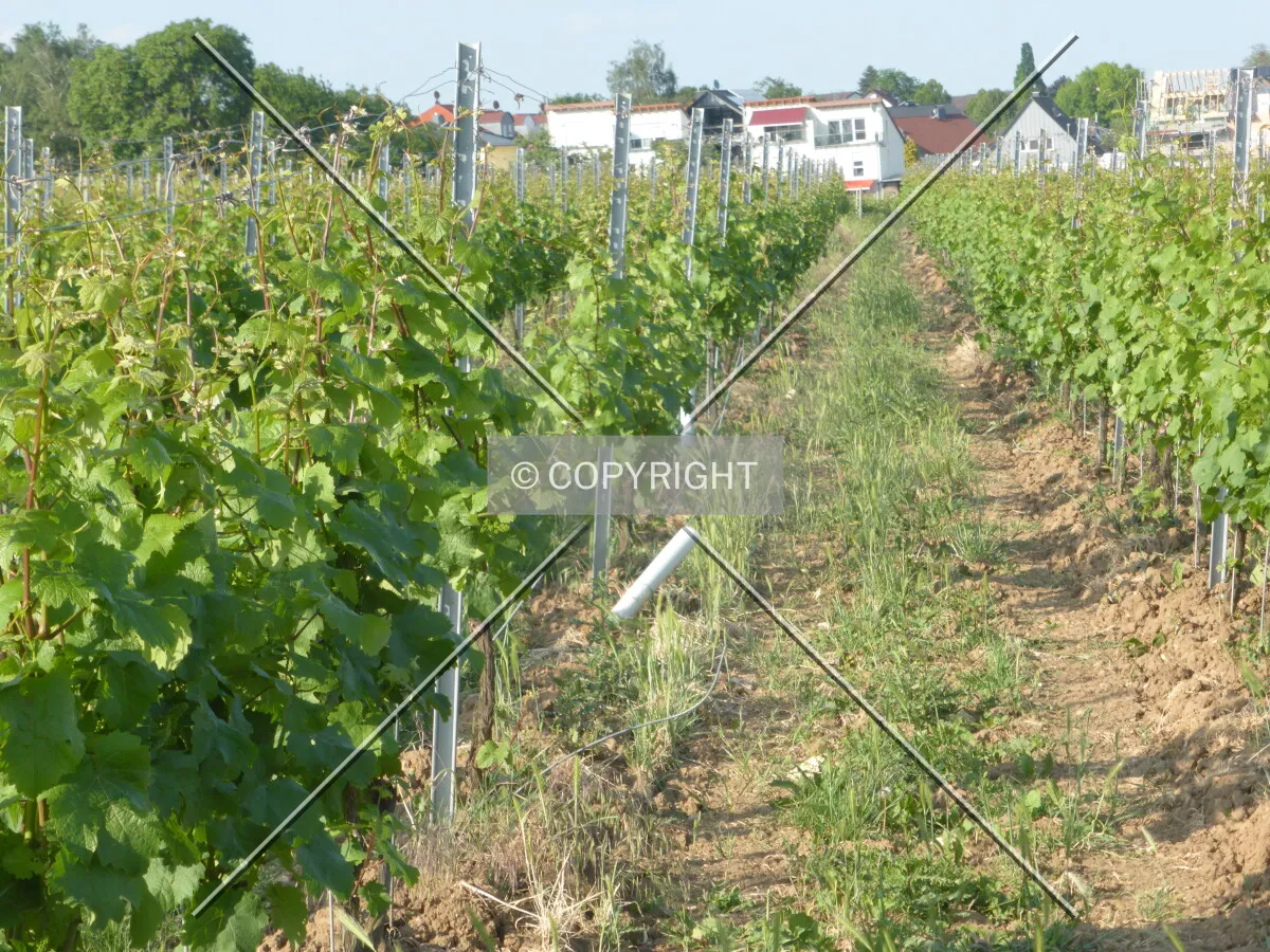 Vineyards around Flörsheim-Wicker