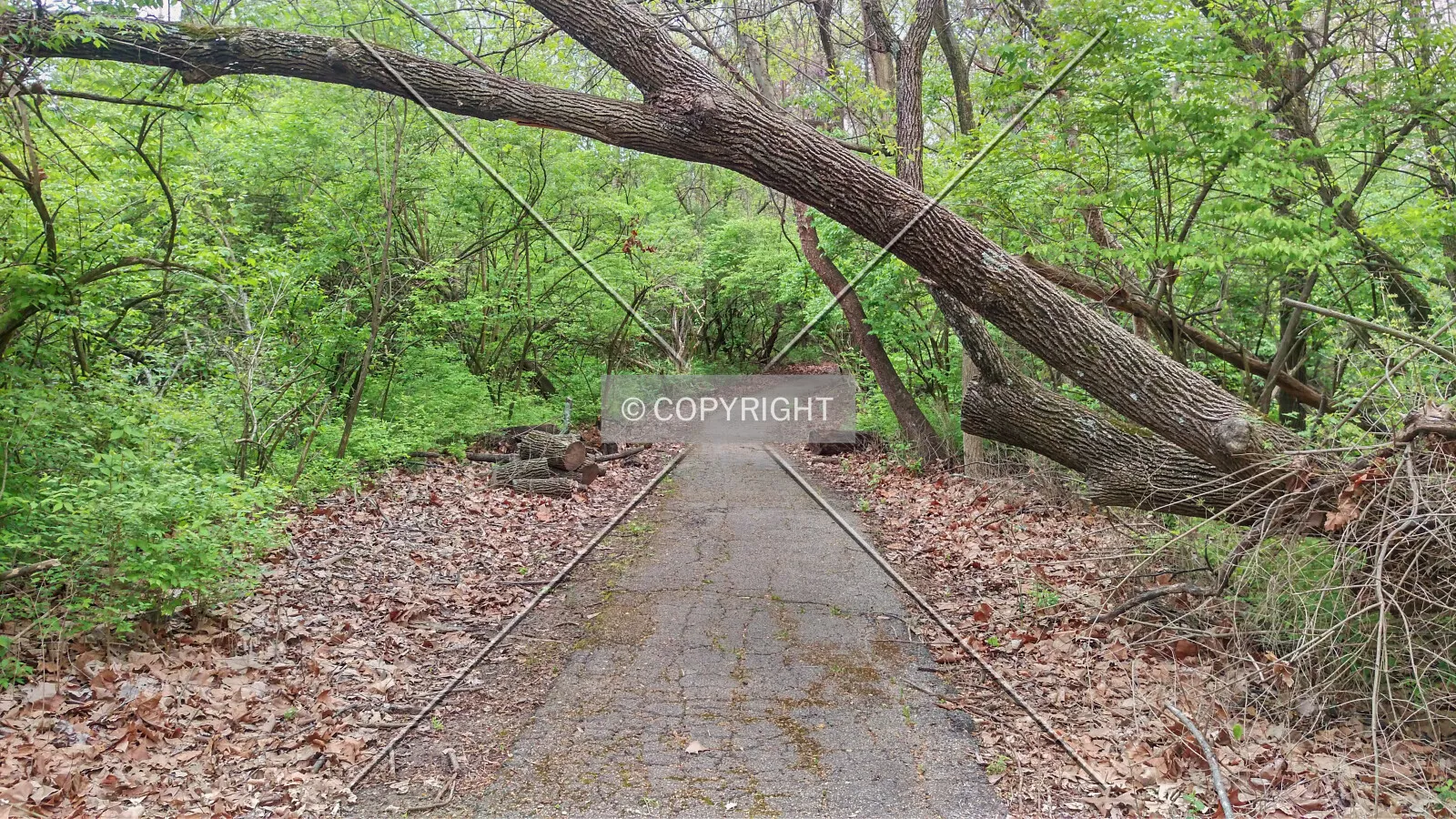 A walking path through the woods; April 21, 2015
