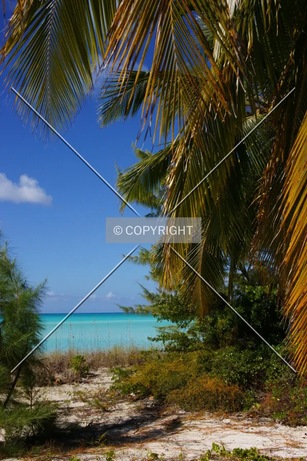 palm trees on the Bahamas