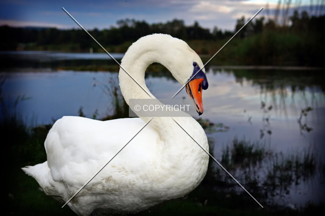 A swan on a lake