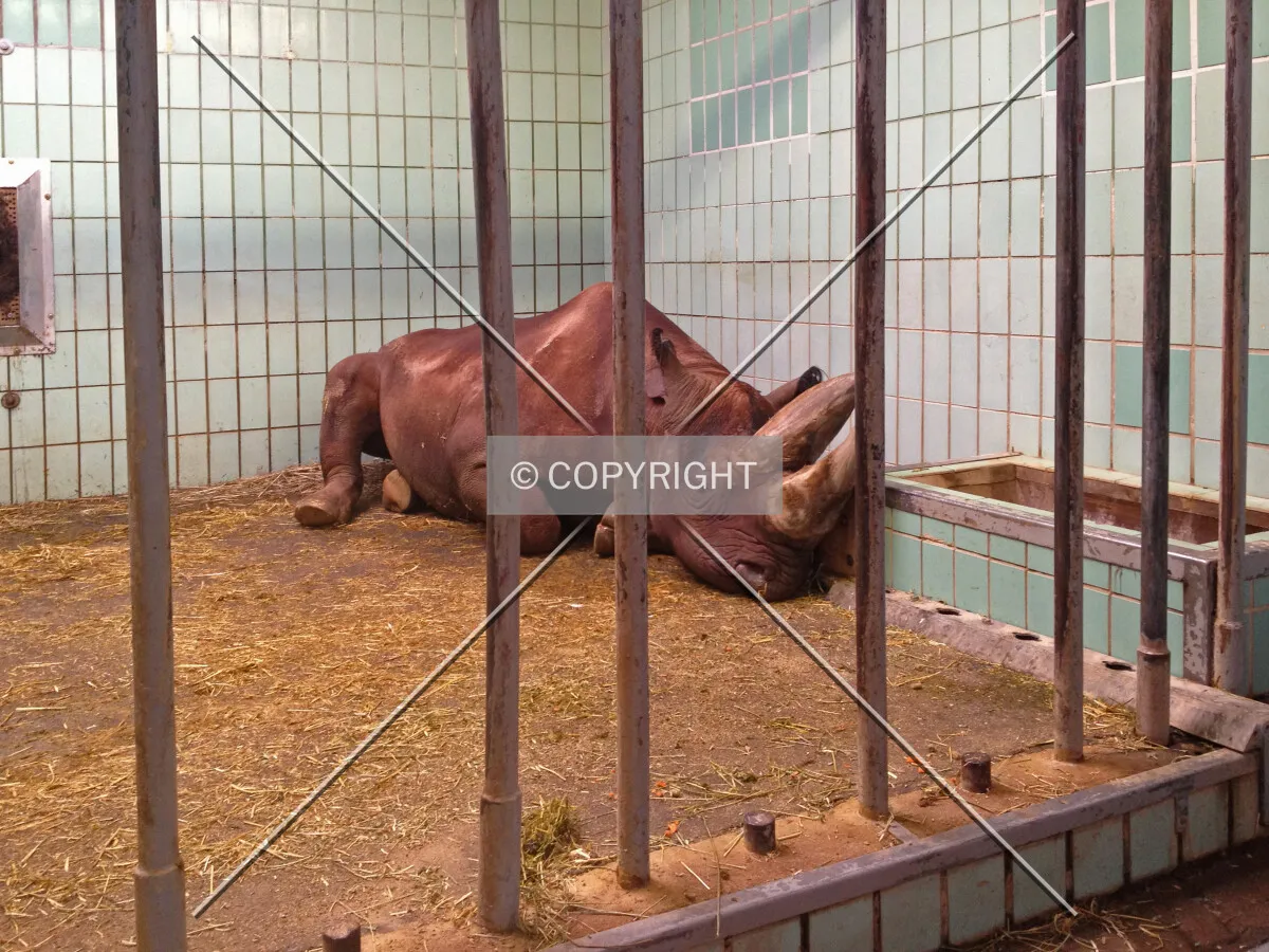 A sleepy rhinoceros