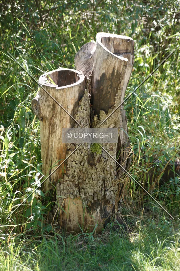 A stumb of a tree