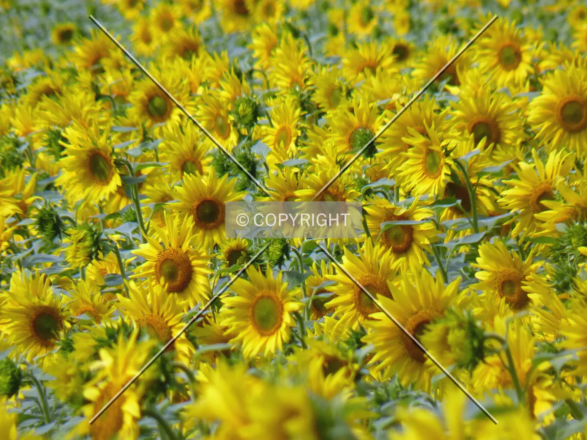 Sunflower field