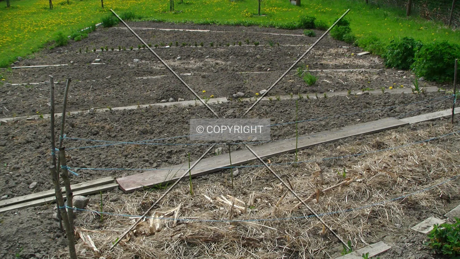 A vegetable patch used to grow vegetables