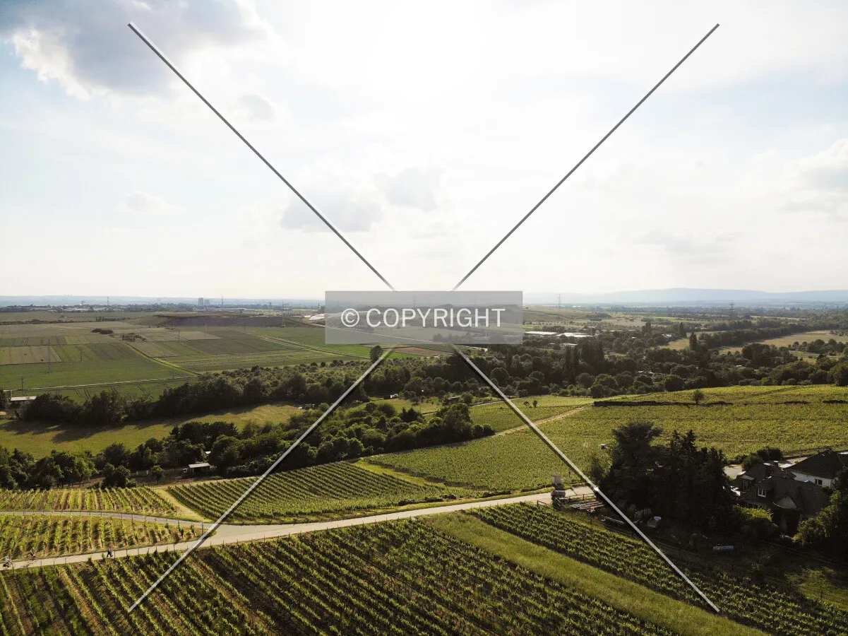 Vineyards at Flörsheim-Wicker