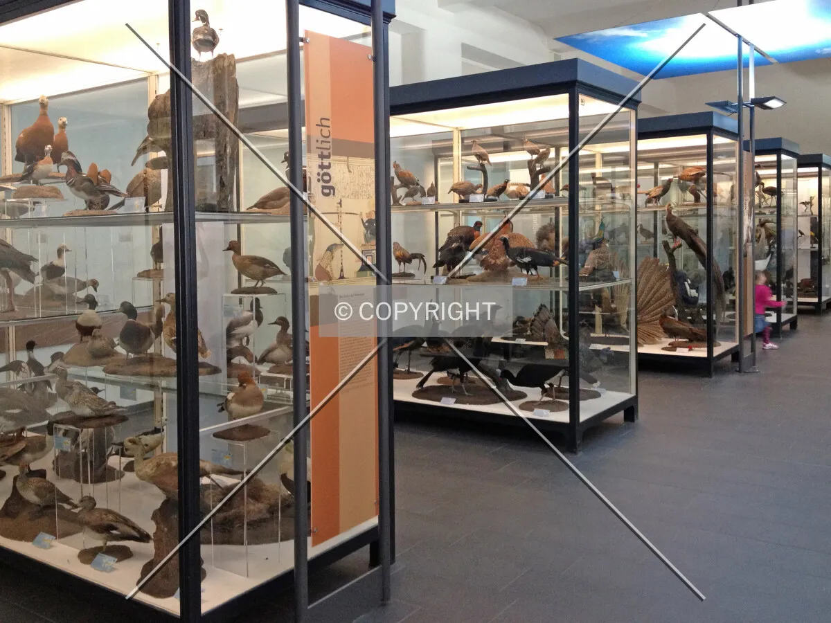 Display cabinets showing preparated animals