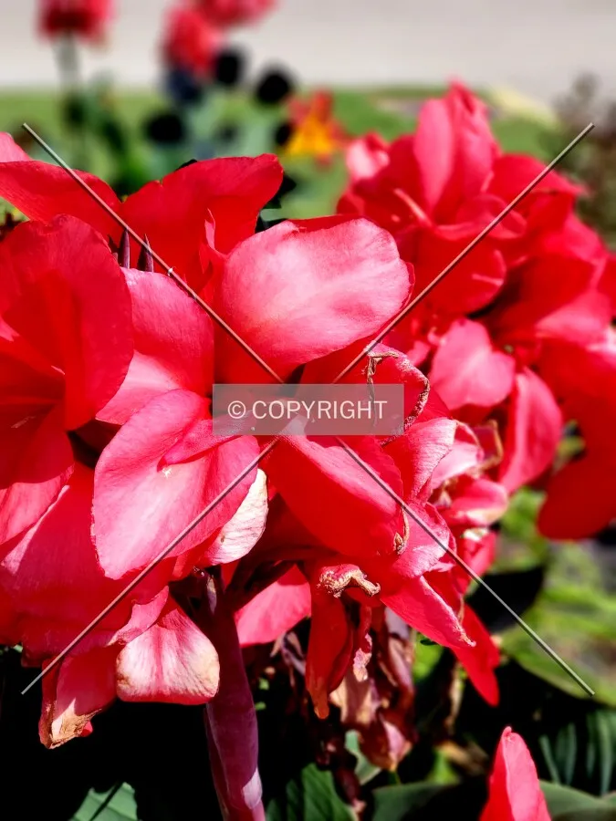 Close-up of a flower in the garden; July 27, 2018