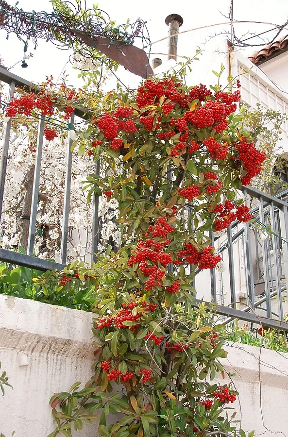 Berries