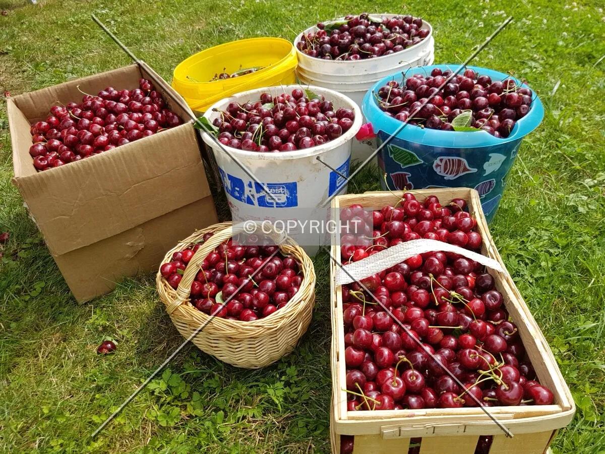 Cherries