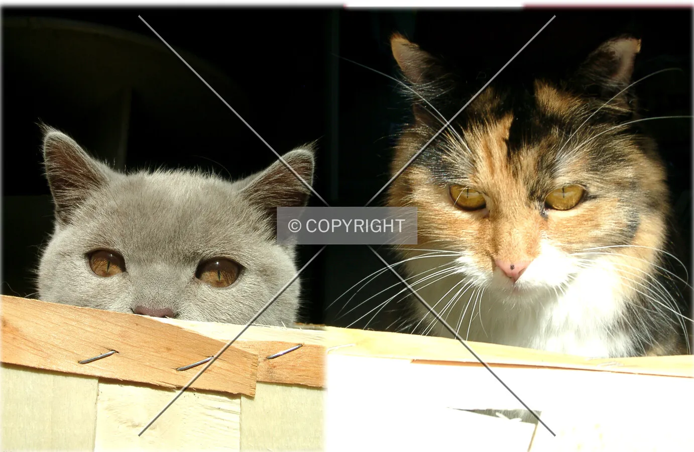 Two heads of two cats
