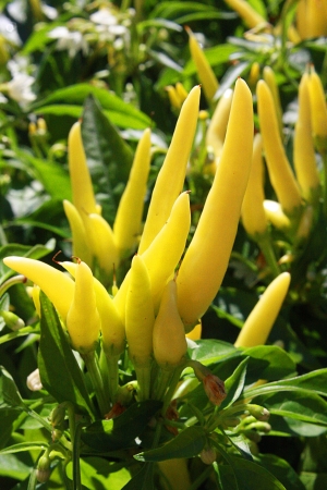 Mini yellow chilli plant