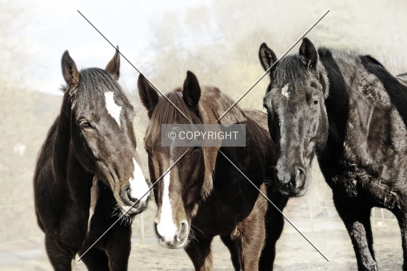 Photo 053-606-590
