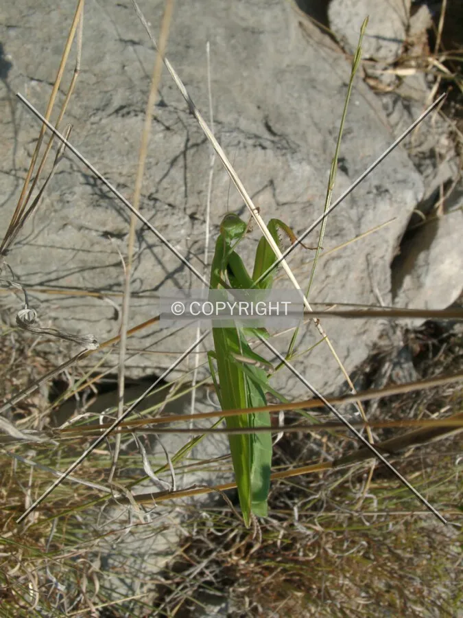 A praying mantis