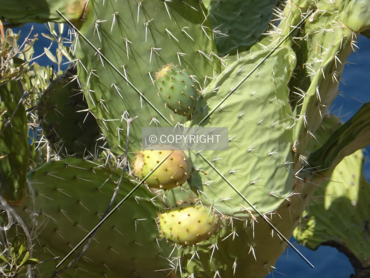 Photo 054-158-679