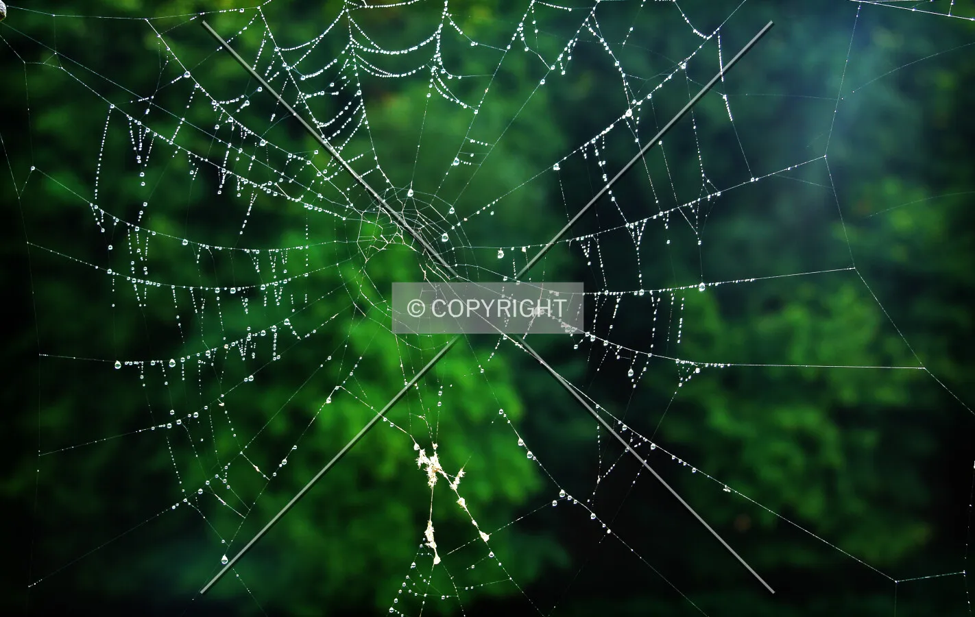 wet spider web in forest