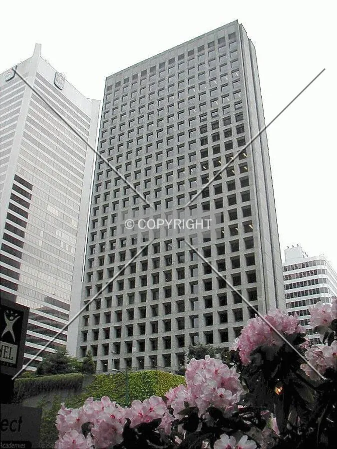Rhododendrons at 1111 Melville