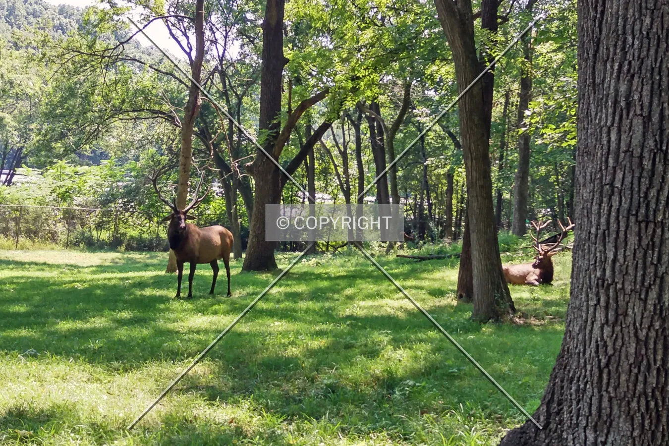 Elk standing in the woods with Interstate 44 appearing behind the trees in the background; August 15, 2015