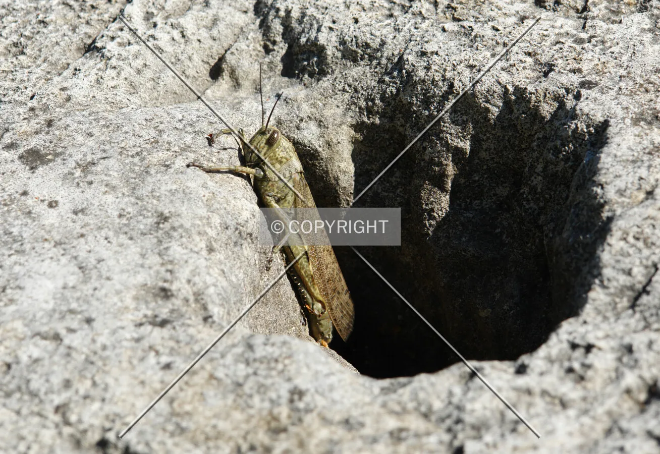 grasshopper coming out of hole