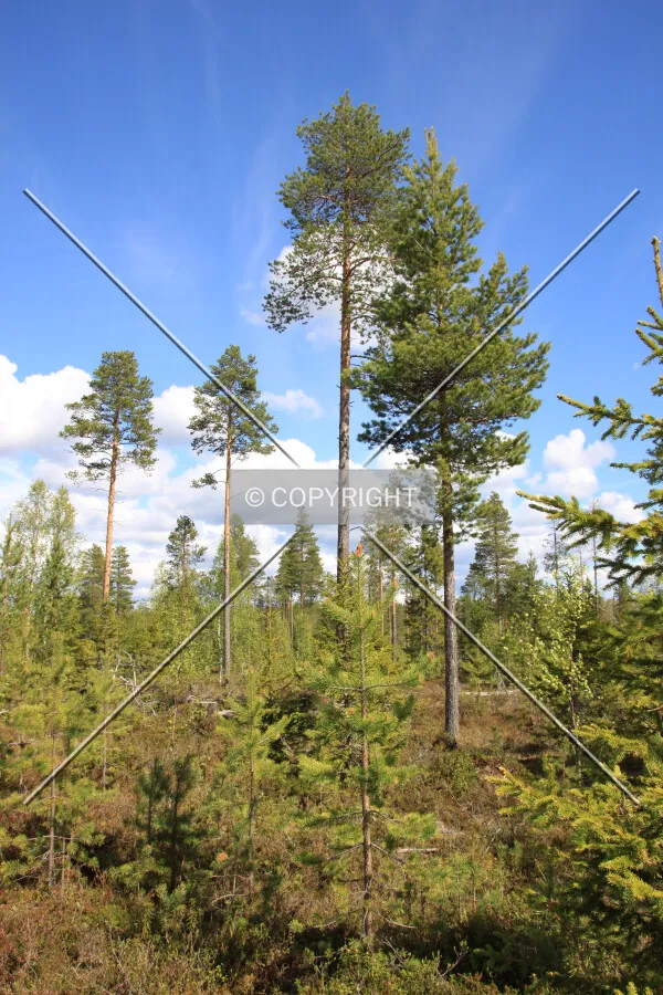 Short Bear Trail