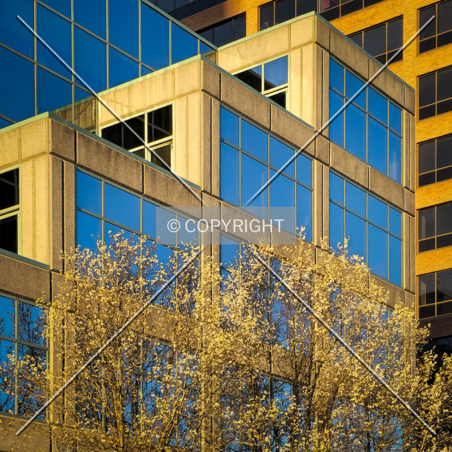 Early morning view of the north facade; March 22, 2025