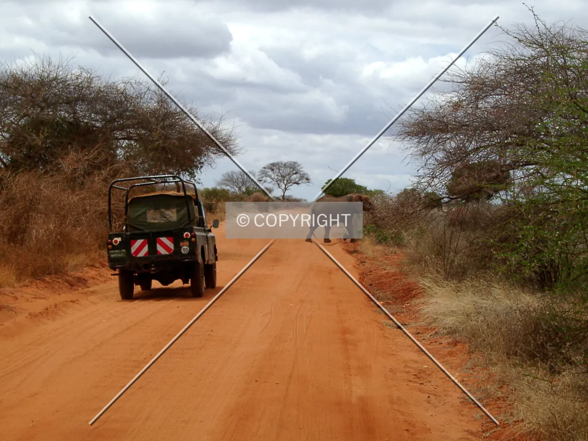 Elephant crossing street in Africa