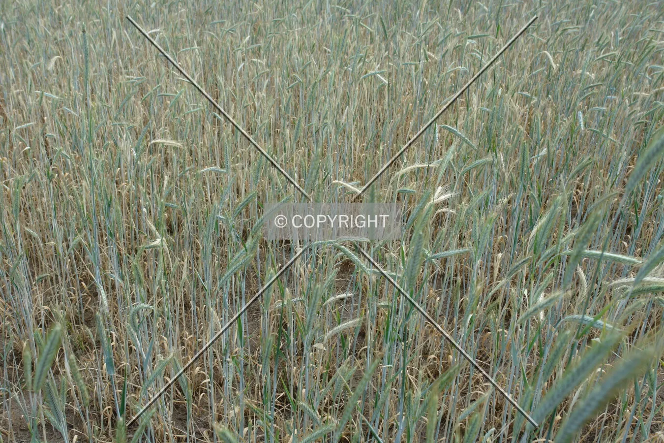 A cornfield with light green corn