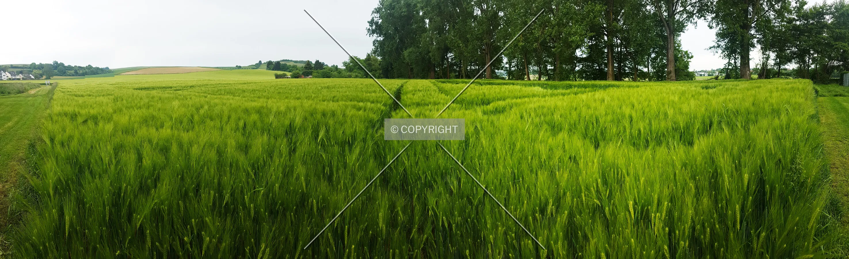 A green cornfield