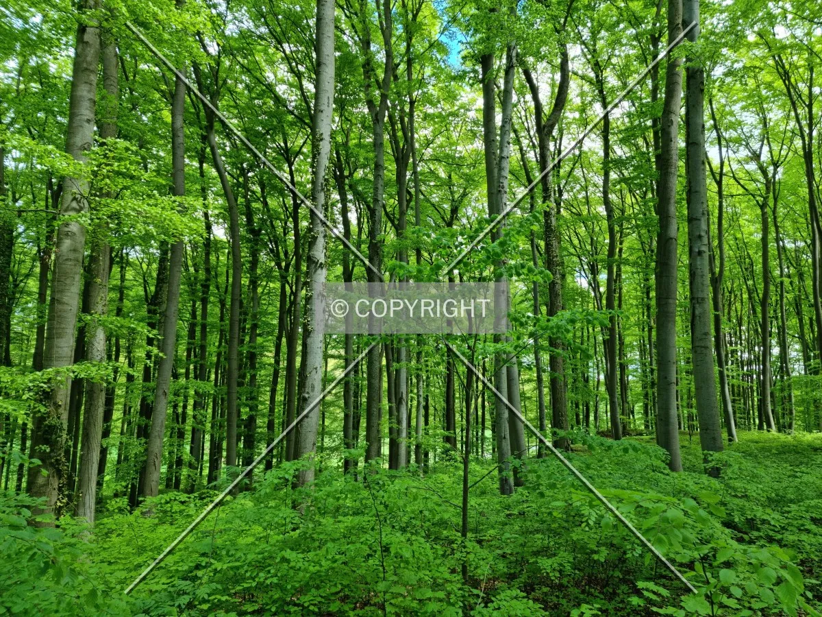Simply trees in a forest