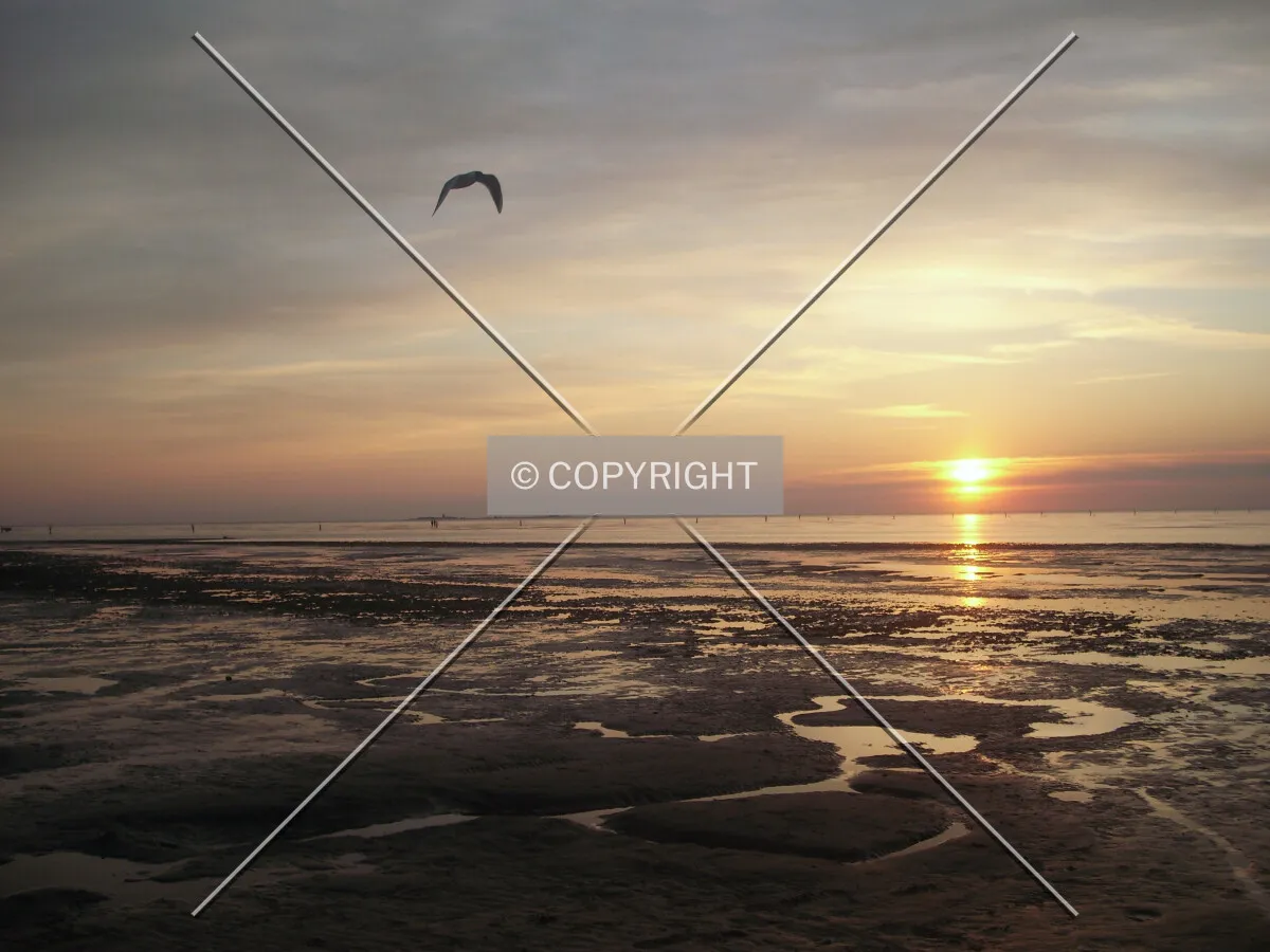 North Sea impression sunset with bird