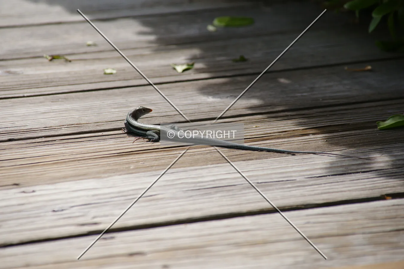 Photo 562-318-347