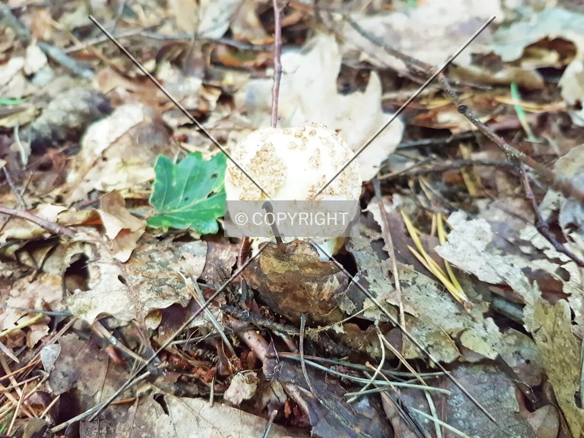 Photo 566-413-406