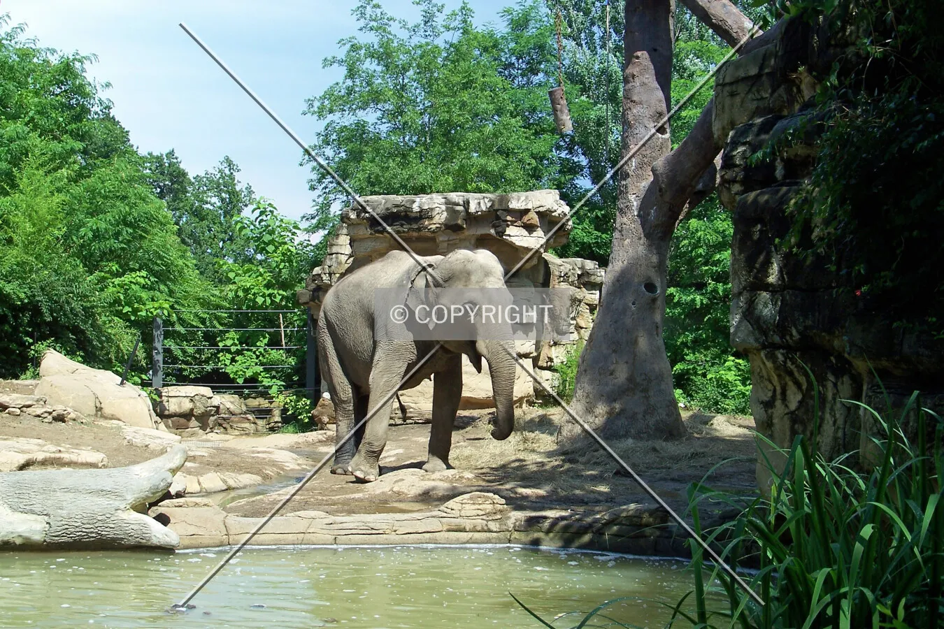 Elephant habitat