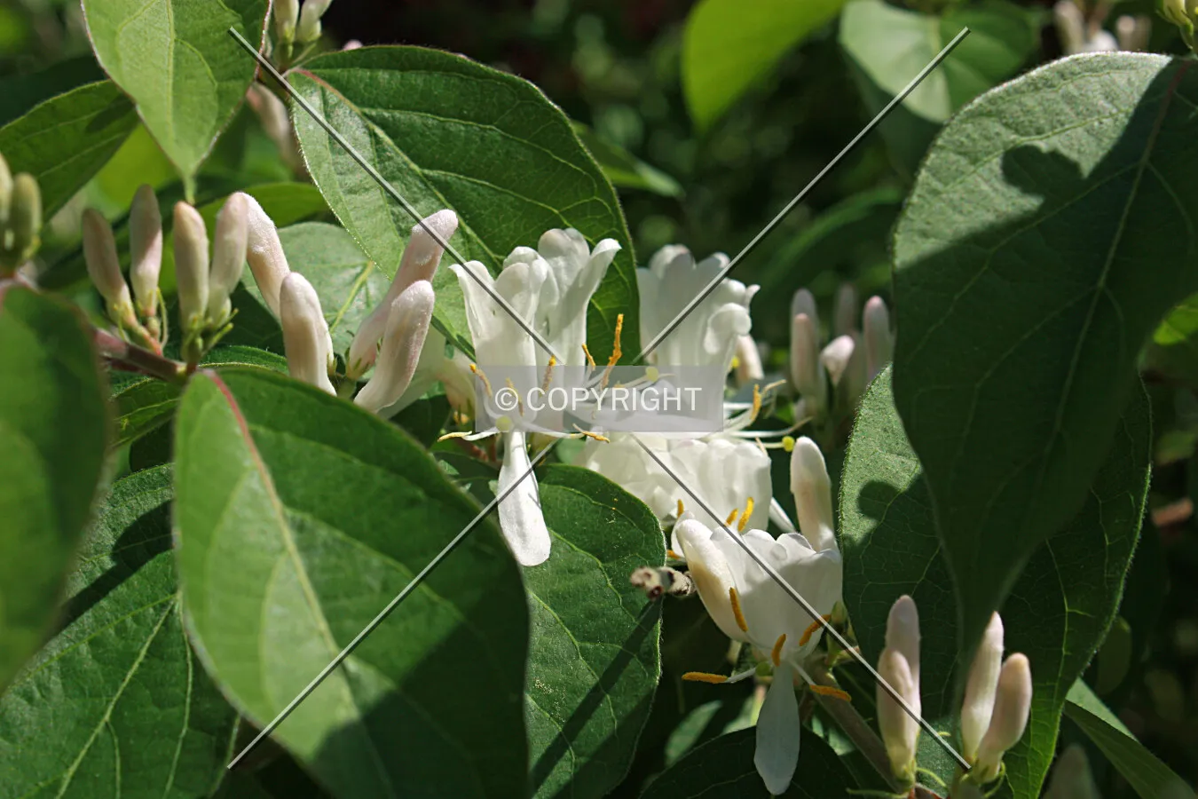 White blossom on a tree