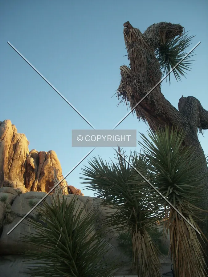 Yucca brevifolia