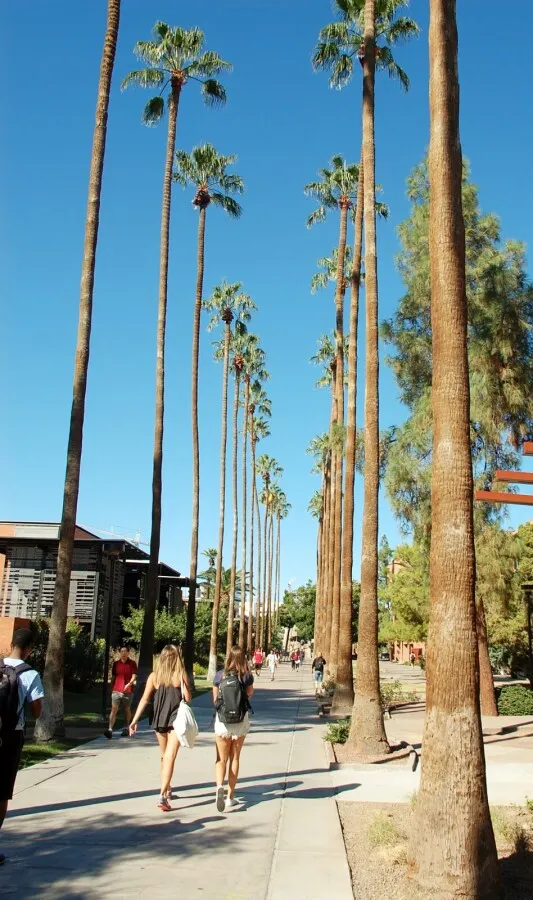 View of Palm Walk looking north
