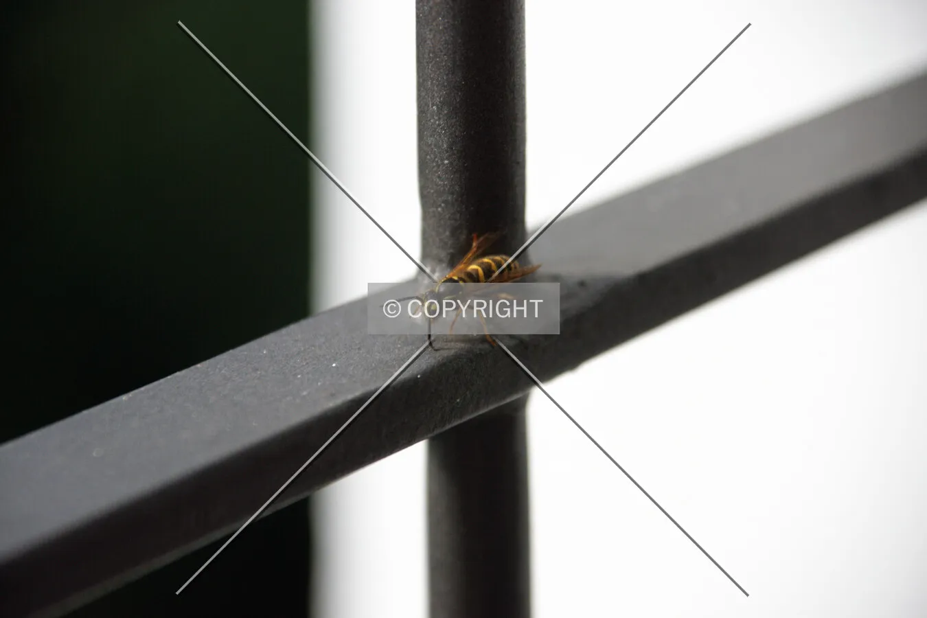 a wasp outside