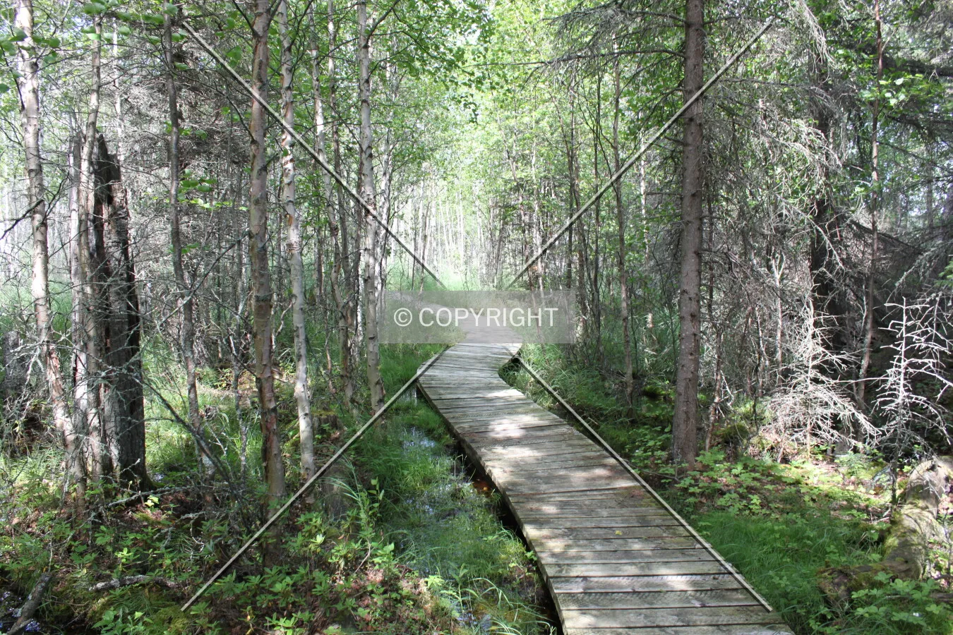 Narrows Peninsula Trail