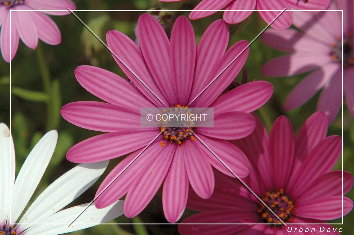 Purple flower