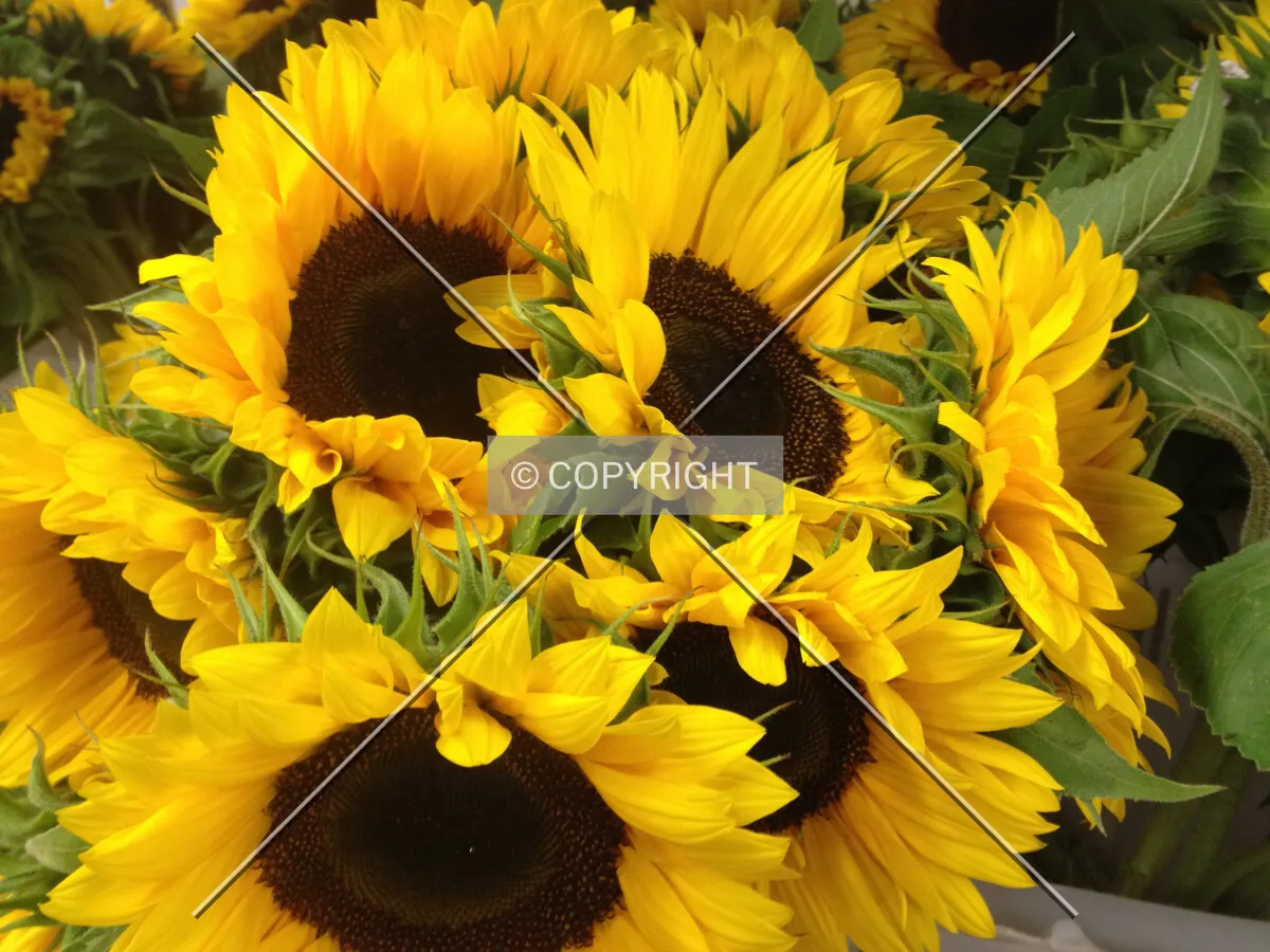 Simply sunflowers