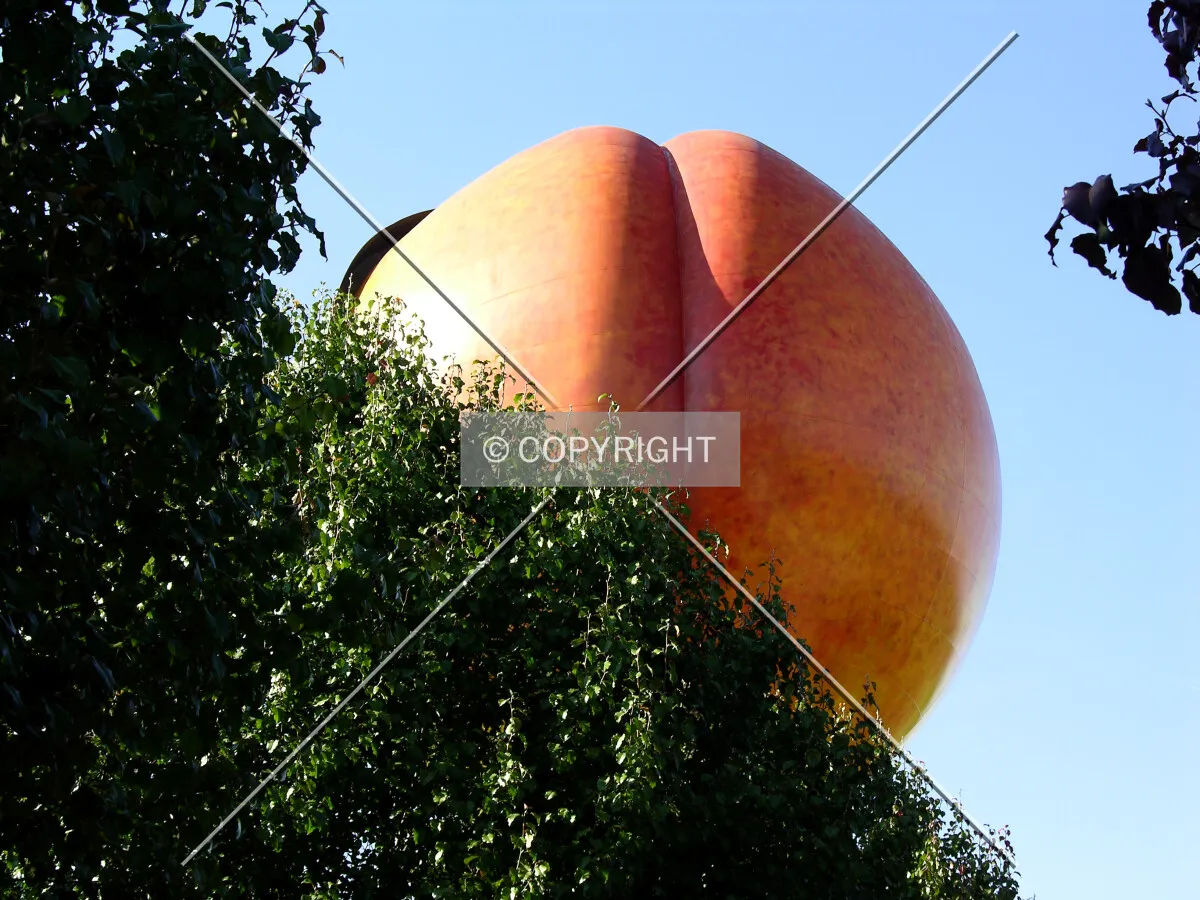 Rising above adjacent peach trees