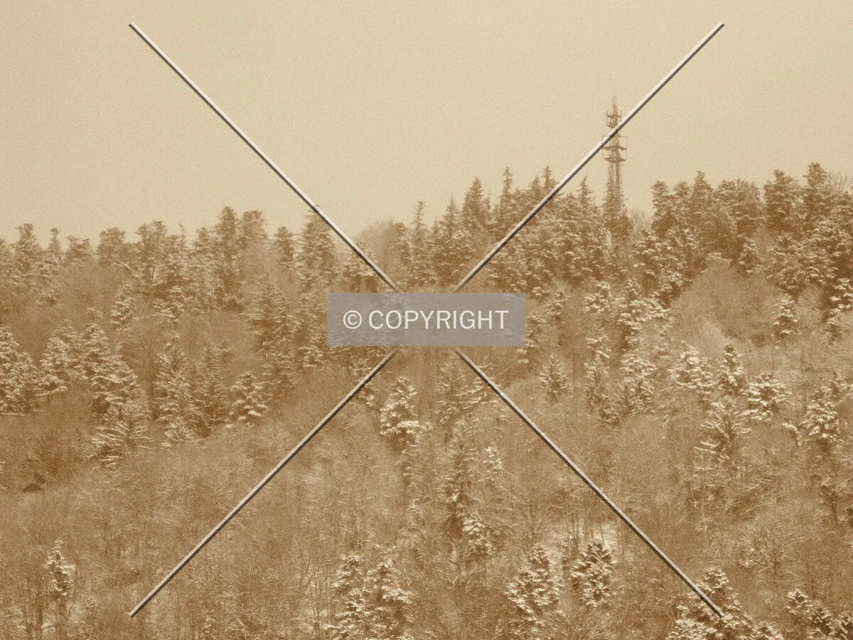 Black Forest