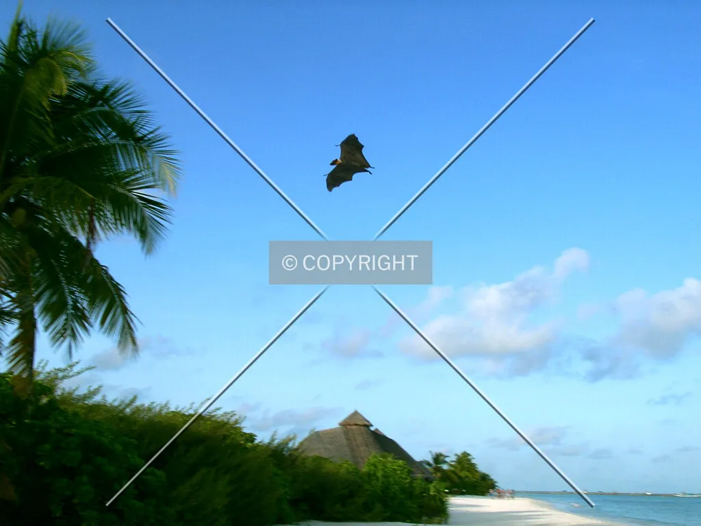Photo 005-865-162