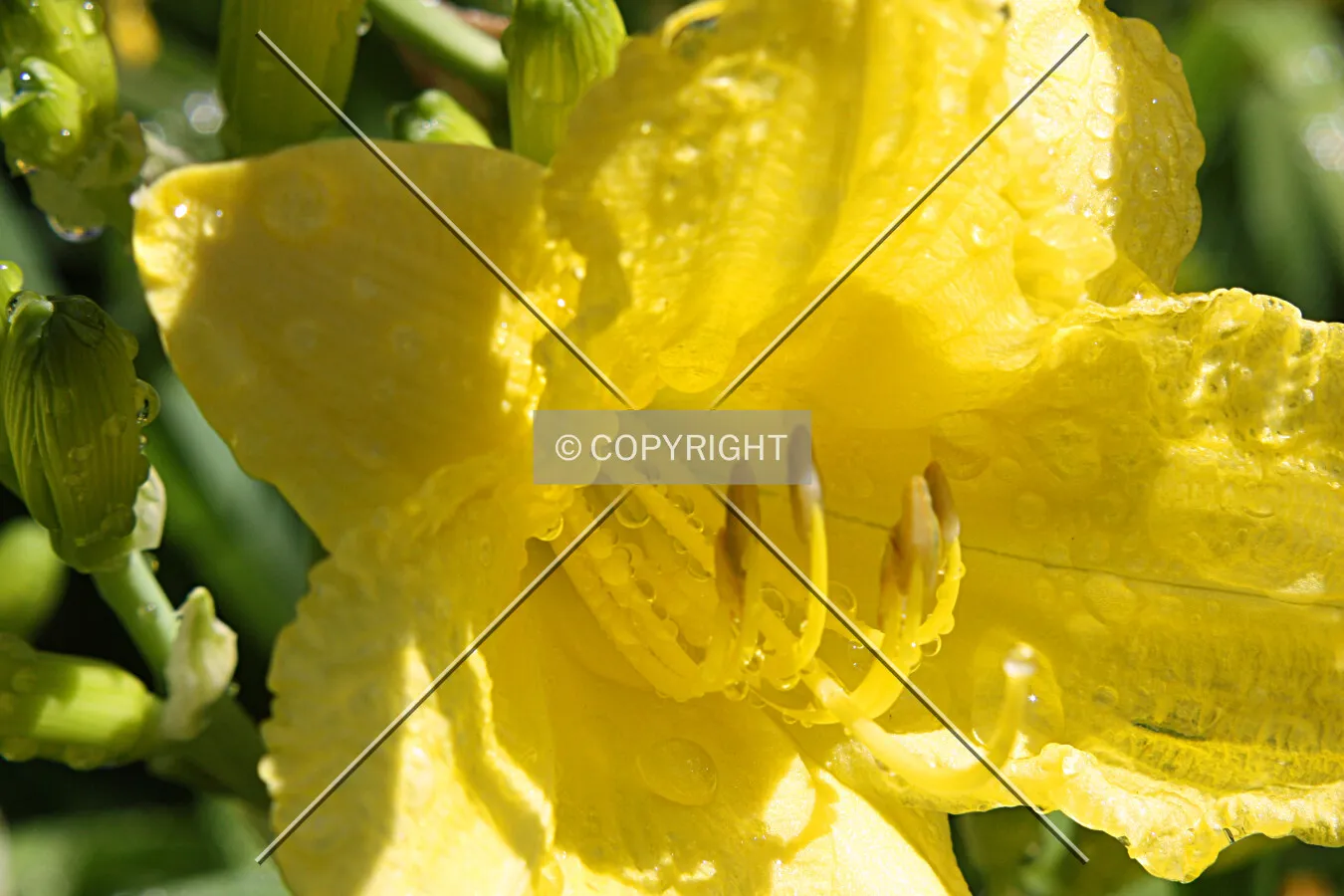 A freshly watered Daylily
