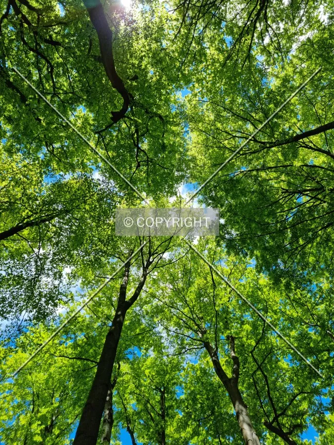 Simply trees in a forest