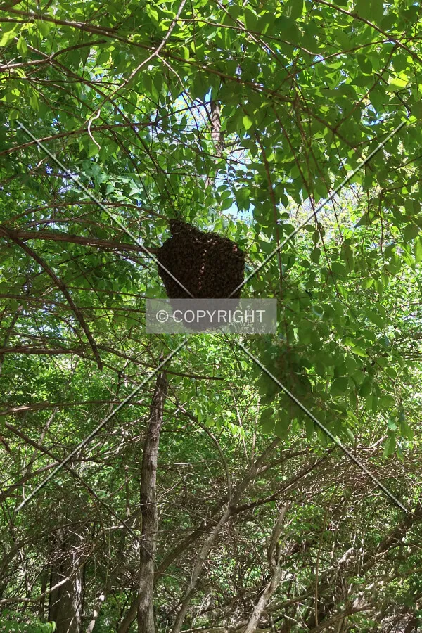 A bee hive hanging from a tree