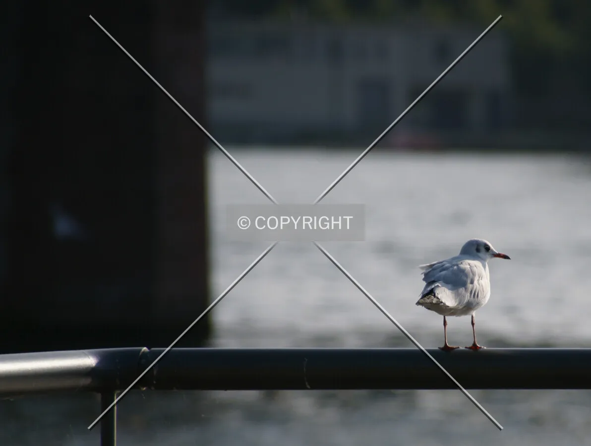 A standing seagull