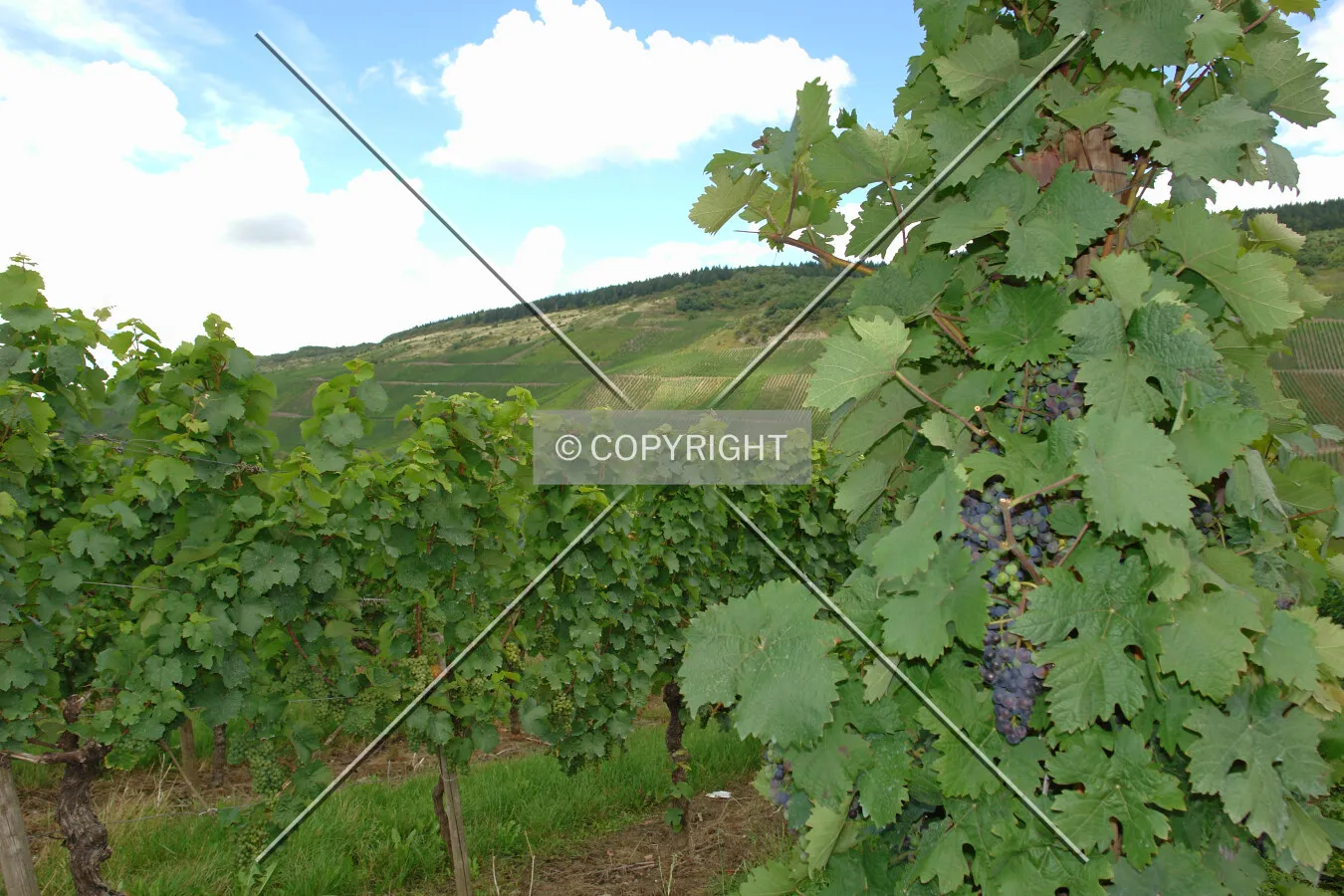Vine plants and grapes