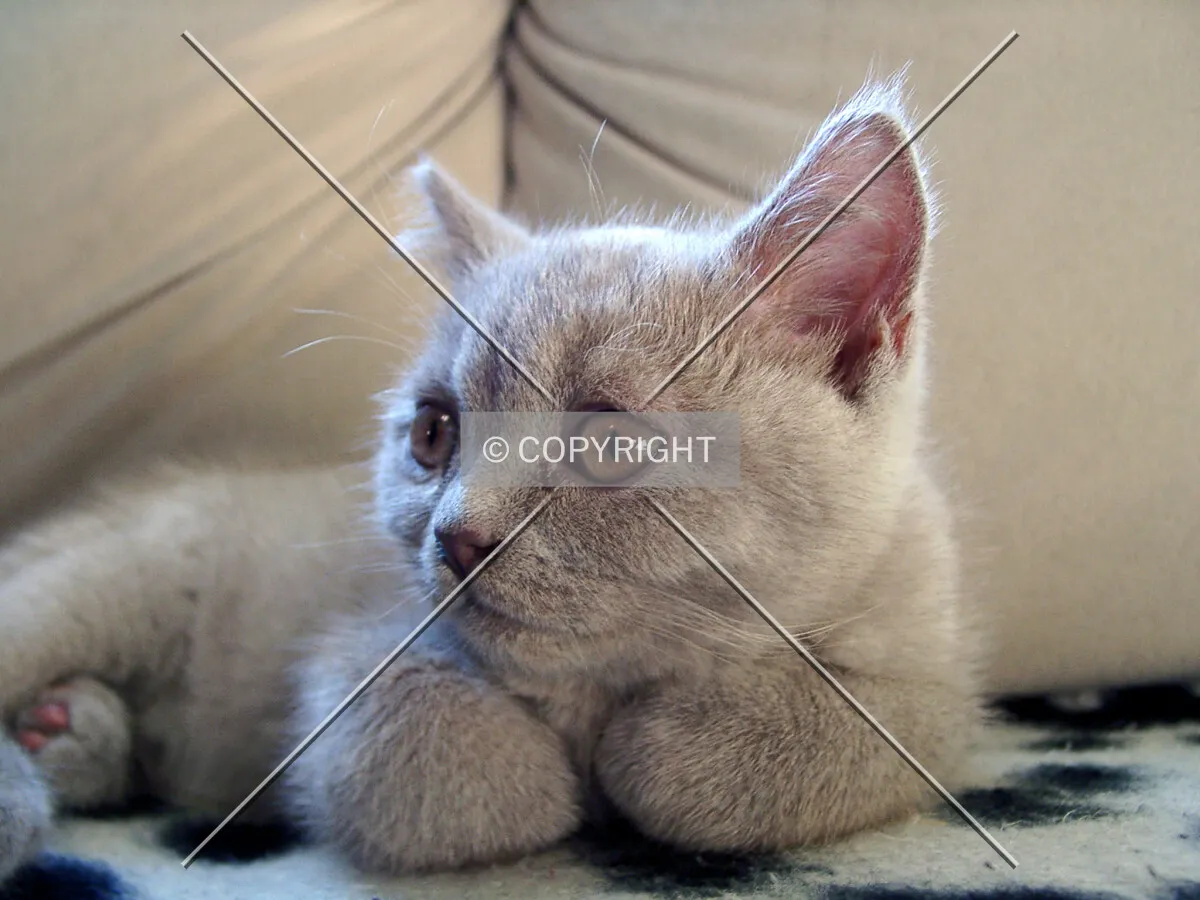 A lovely cat on a sofa