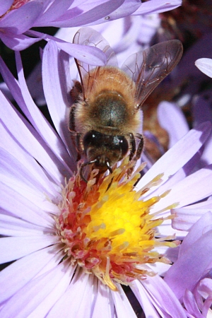 Bee gathering pollen from a flower