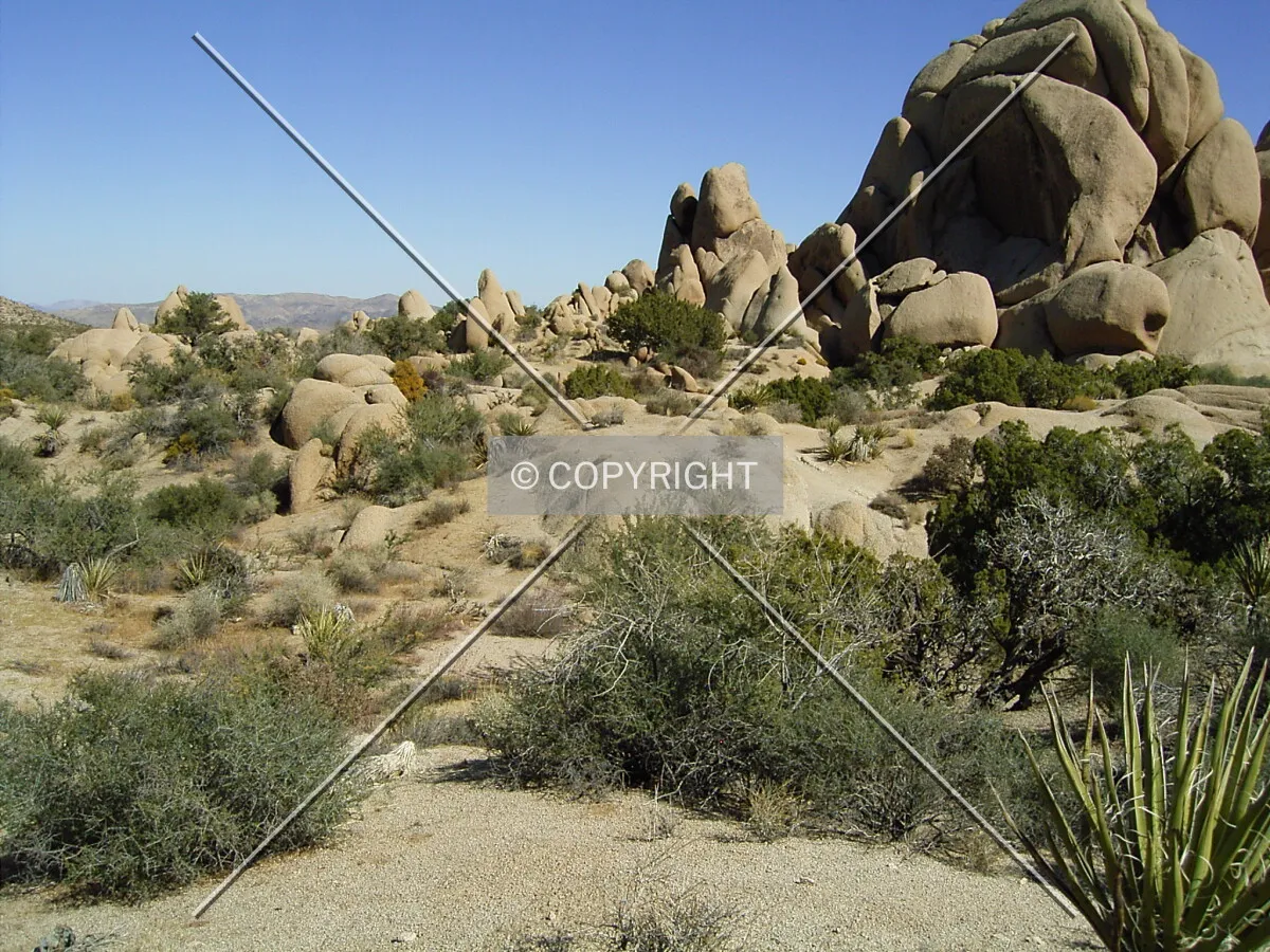 Rock in Joshua Tree NP